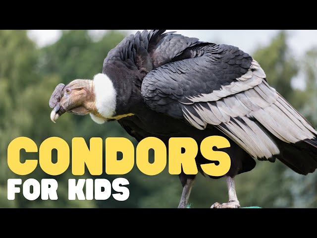 Condors for Kids | Learn cool facts about this incredible bird