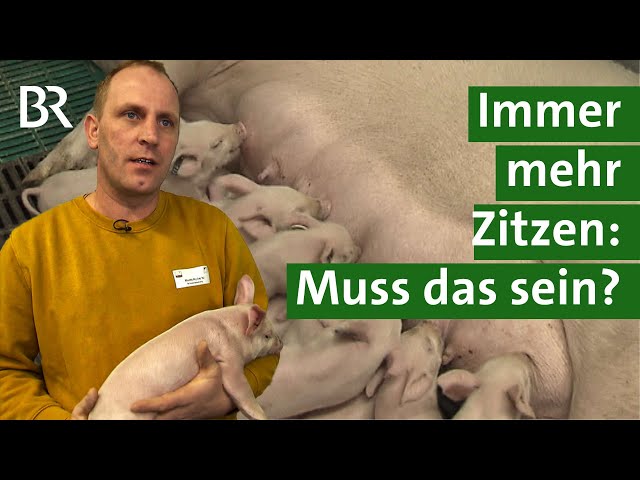 Innovation in der Schweinezucht: Sauen mit mehr Zitzen - weniger Stress für Ferkel | Unser Land | BR