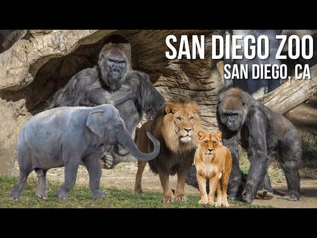 San Diego Zoo - Walking Tour | 4K UHD