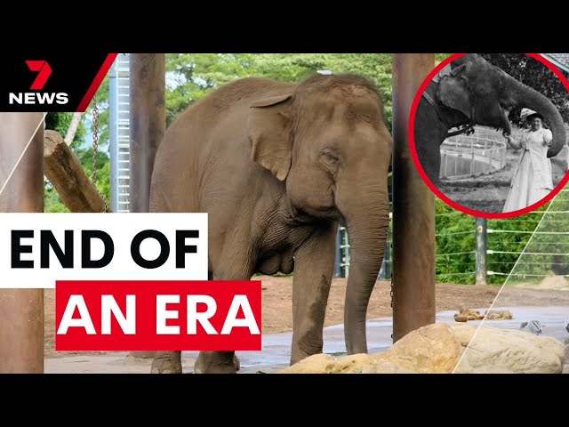 Taronga Zoo farewells some of its most popular residents | 7 News Australia