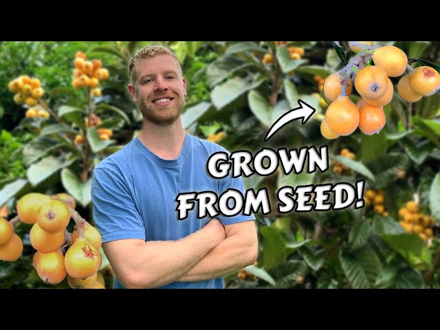 I Grew Loquat Trees From Seed and this is what happened | 0 - 6 YEARS of Growth!