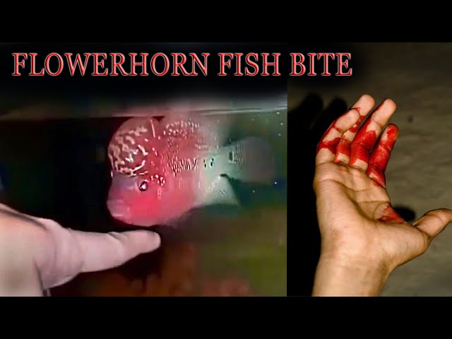 Flowerhorn fish Bite || Aggressive Fish ||  Red Dragon
