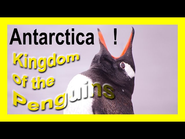 Antarctica Wildlife: Penguins (Kingdom of the Penguins)