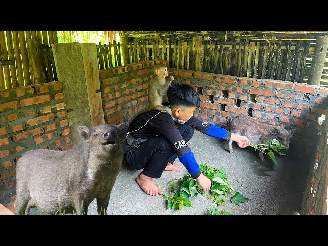 Orphan Boy - Buying Pigs to Raise, Harvesting Vegetables to Sell, Orphans Living Alone #survival