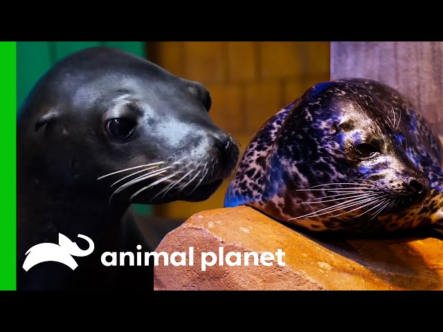 What's The Difference Between Seals And Sea Lions? | Animal Planet