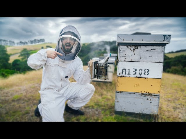 The Best Honey in the World | New Zealand's Manuka Honey