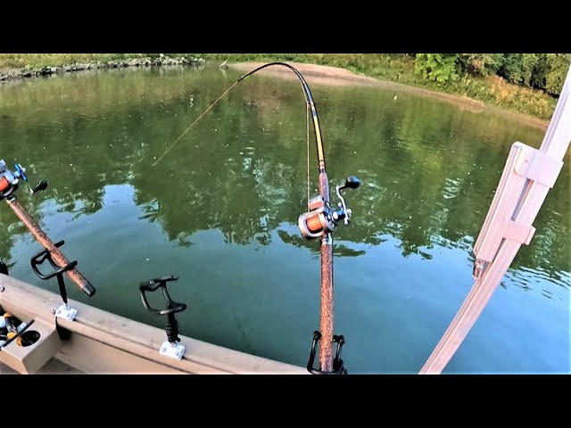 Tips for Catching FLATHEAD CATFISH with CUTBAIT!! (Works anywhere)