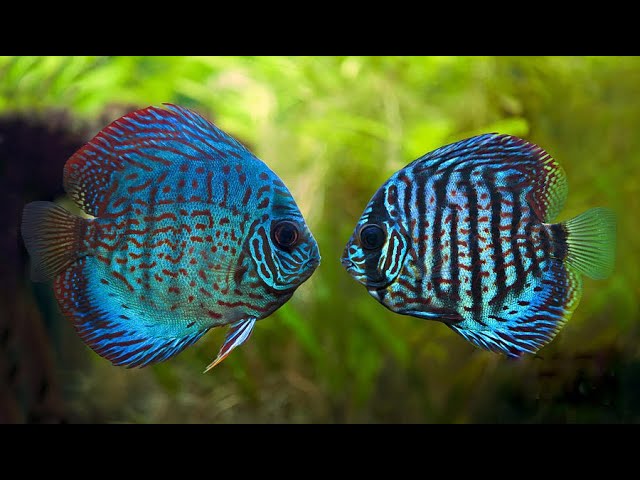 DISCUS FISH AGGRESSION | What You Can Do To Minimize Tank Stress