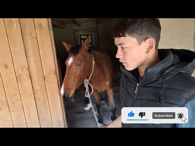 New video About Horses 2024 - Animal Planet
