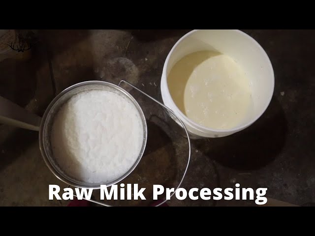 From Cow to Fridge- WHAT to do with all the milk and HOW I process it from the cow to the fridge