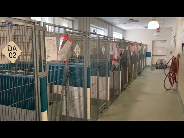 Wake County Animal Center warns of imposters trying to steal money from heartbroken pet parents