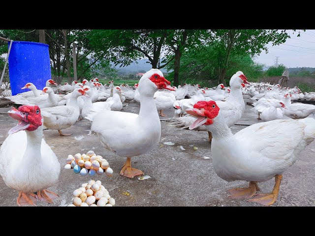 Full Video: 190 Days Raise Muscovy  For Eggs - Muscovy Duck Farm - Polutry Farm