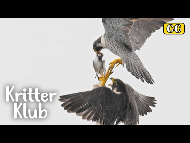 Surprising Behavior This Bird Puts Up In The Sky I Kritter Klub