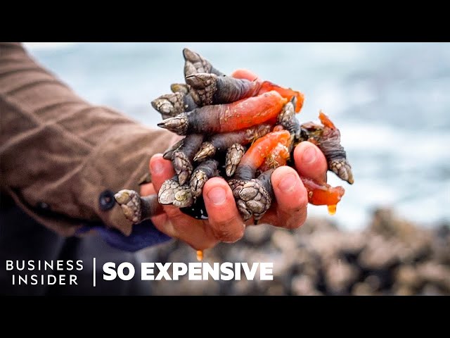 Why Gooseneck Barnacles Are So Expensive | So Expensive