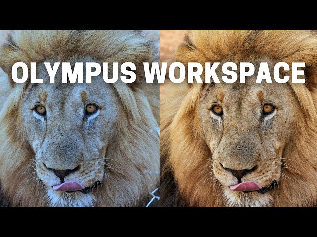 Olympus Workspace - Free & Powerful Editing Software For Beginners Using Olympus Cameras
