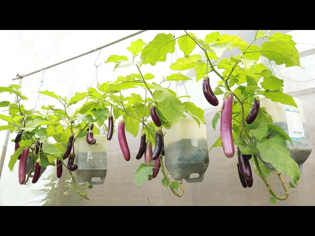 The secret to growing eggplant without a garden to still produce many fruits