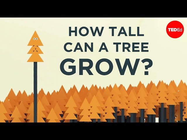 How tall can a tree grow? - Valentin Hammoudi