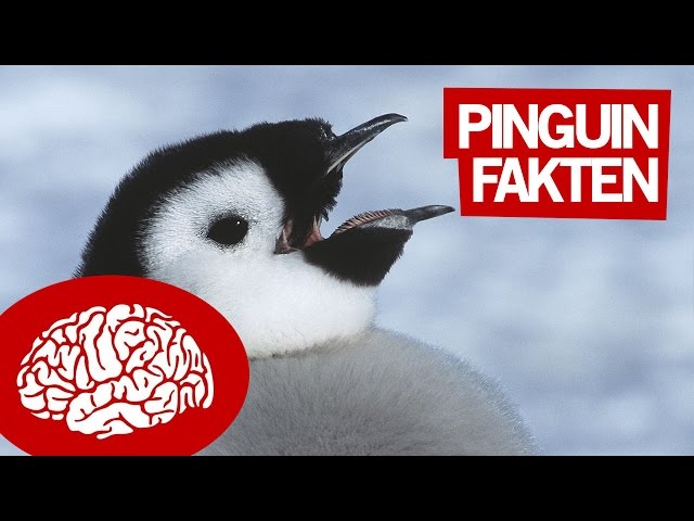 11 FAKTEN ÜBER PINGUINE - Unnützes Wissen