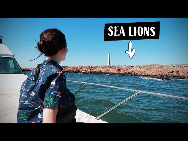 I swam with sea lions in Uruguay | Unusual things to do in Uruguay
