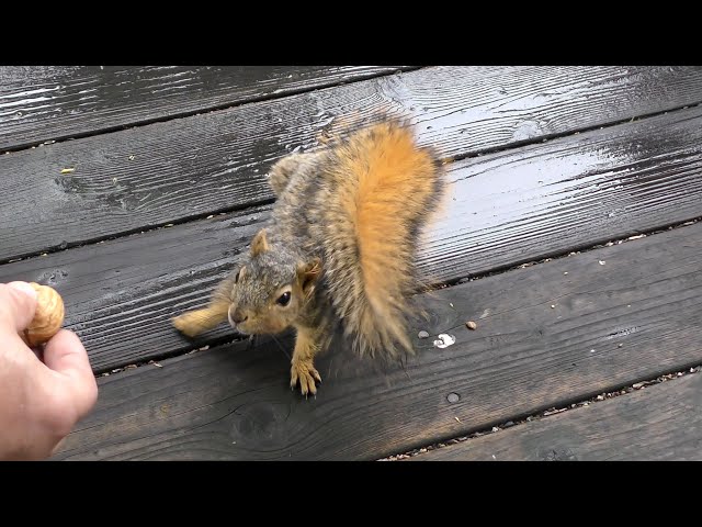 Junior the Squirrel Takes a Nut by Hand for the First Time