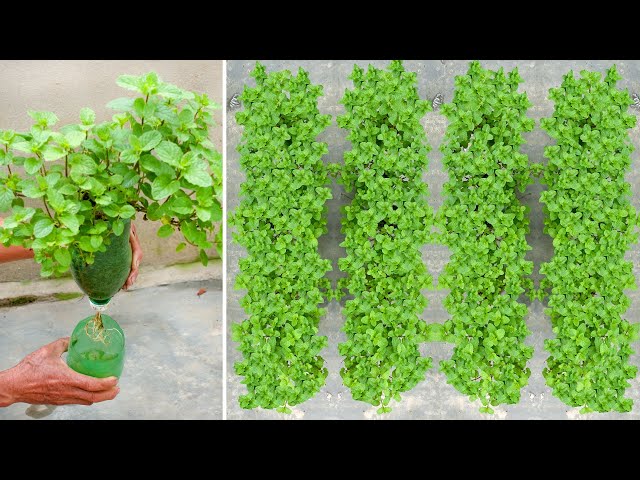 How to grow Mint vegetables without watering, gardening with TEO