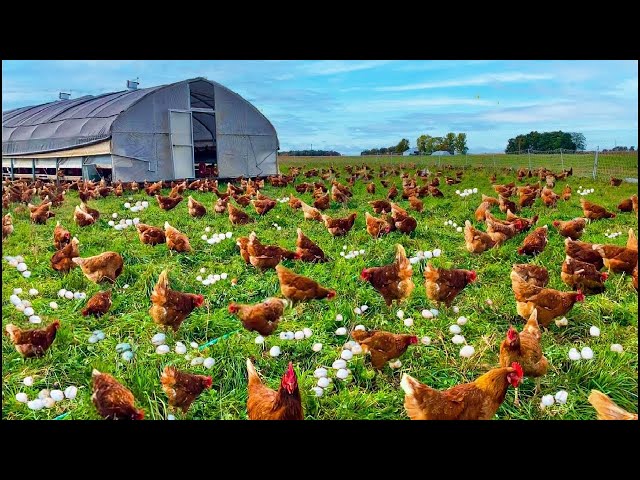 You Won't Believe Egg Production in Free Range Chicken Farm - Chicken Meat Processing Factory