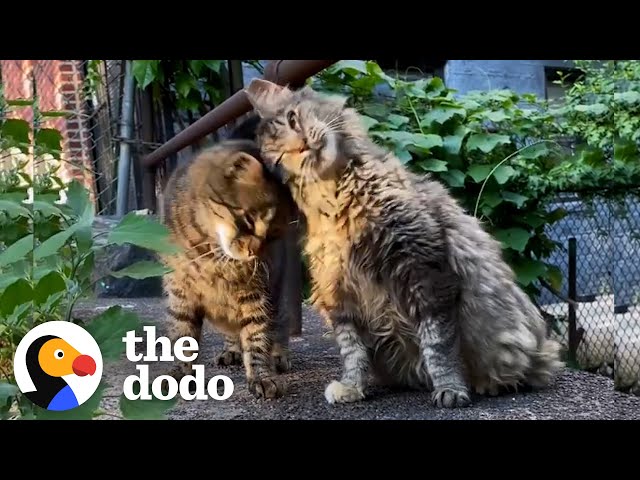 The Best Thing To Do For Stray Cats In NYC | The Dodo
