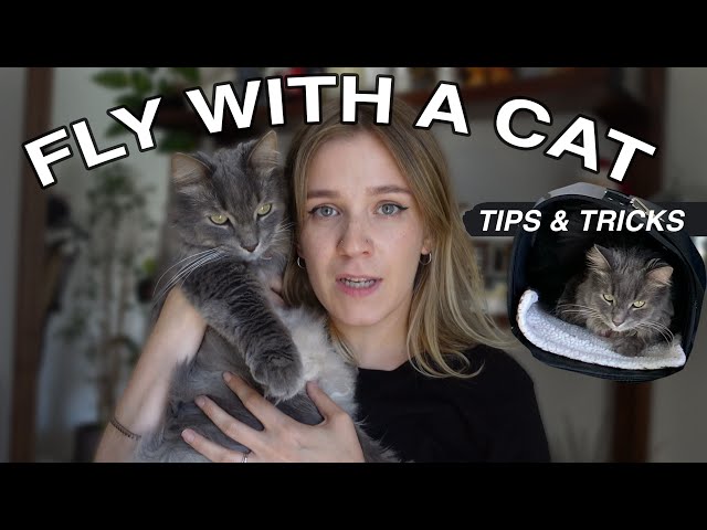 How to travel with a cat internationally 🐱✈️