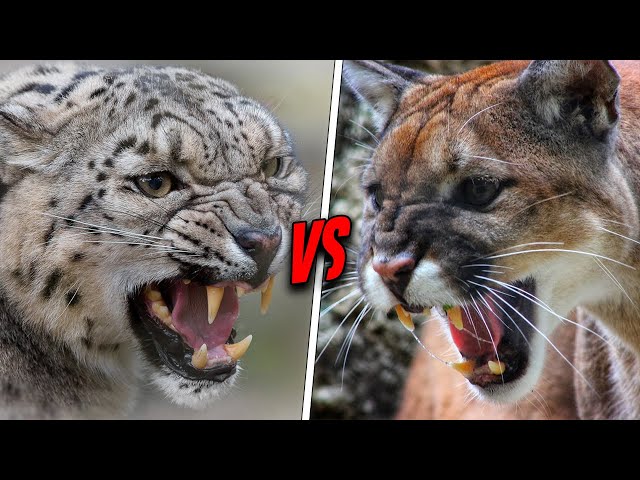 SNOW LEOPARD VS COUGAR - Who is The King Of The Mountains?
