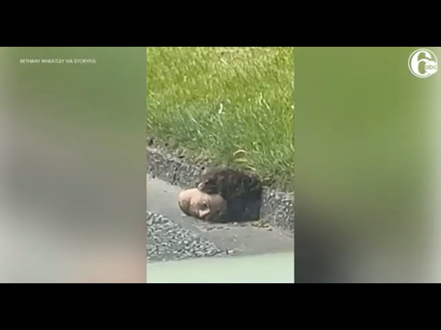 Human head or hedgehog? Women turn car around to find out