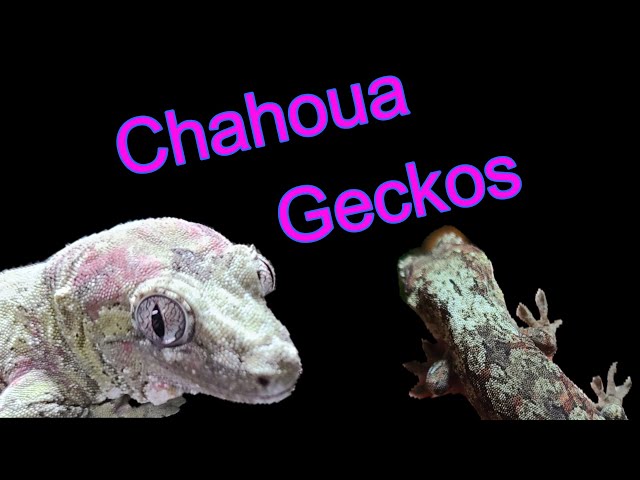 Chahoua Geckos!