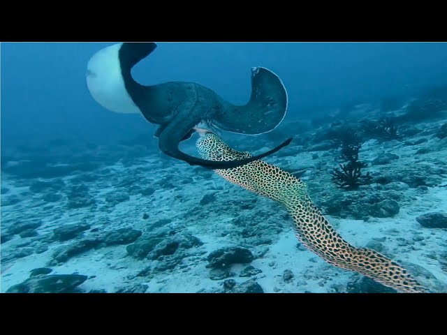 Moray Eels Attack Stingrays - Watch moray eels hunting and extremely dramatic confrontations