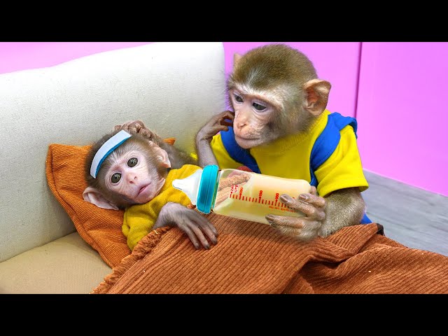 KiKi Monkey takes care of the Cute baby as a Nanny | KUDO ANIMAL KIKI