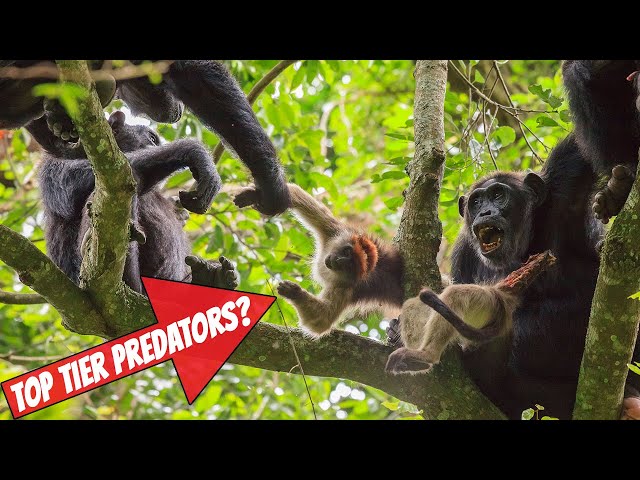 Are Chimpanzees Top Tier Predators?