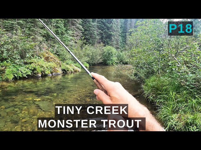 TINY creek is full of MONSTER trout - a creek this small should not have this many BIG fish! p18