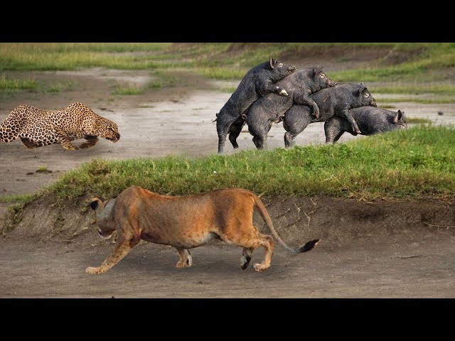 When Predator Becomes Prey! Leopard Was Busy Hunting Warthog But Ended Up Being Prey Of Hungry Lion