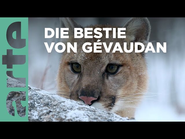 Ein Besucher in Frankreichs Wäldern? | Der unsichtbare Puma Reupload | ARTE Family