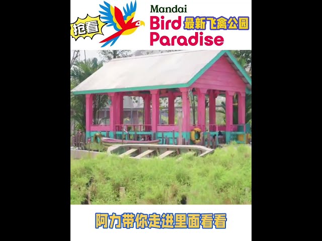 抢看🇸🇬新加坡最新飞禽公园 Bird Paradise