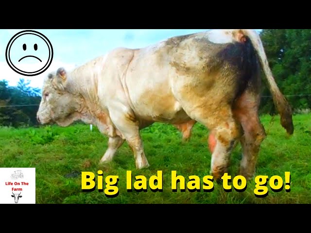 THE BULL HAS TO GO! and a bit of topping #charolais #bull #farming #topping #cattle #farm #farmer