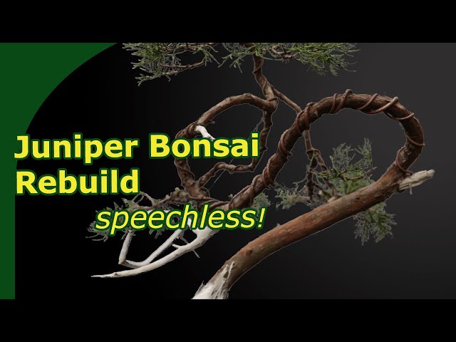 Redesigning a neglected Juniper Bonsai in 7 steps