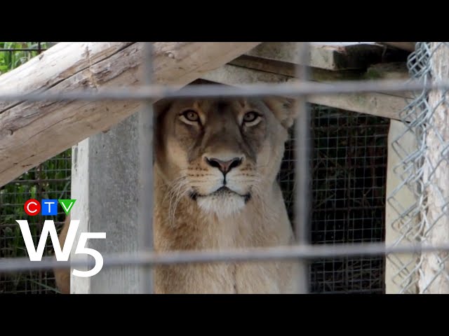 Hidden camera footage exposes conditions at Ontario's roadside zoos | W5 INVESTIGATION