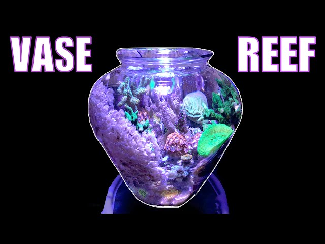 Maritza The Vase Reef - 1 Gallon Reef Aquarium!