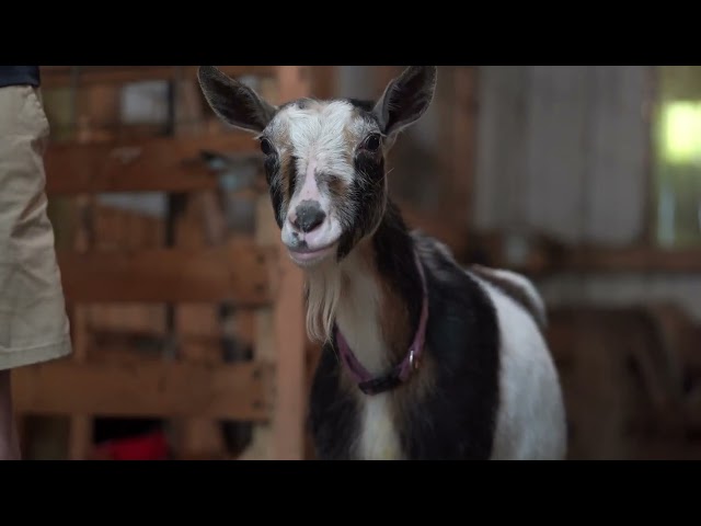 Baby Alpine Goats | The cutest thing you'll watch in 2024