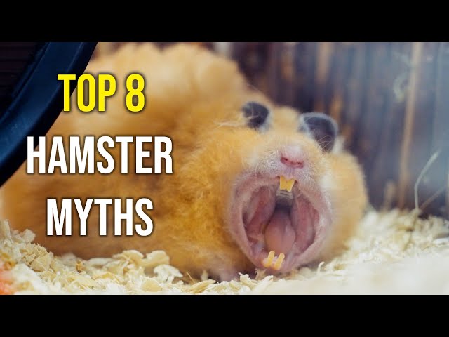 8 Biggest Hamster Myths