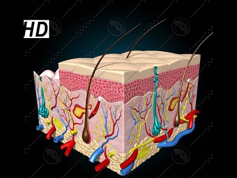 integumentary system anatomy and physiology