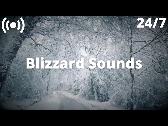 Blizzard Snowstorm in the Winter Forest | Relaxing Sounds for Sleeping, Insomnia: Nature White Noise