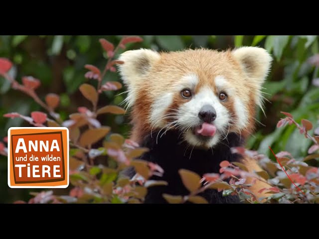 Wo versteckt sich der Rote Panda?  | Reportage für Kinder | Anna und die wilden Tiere