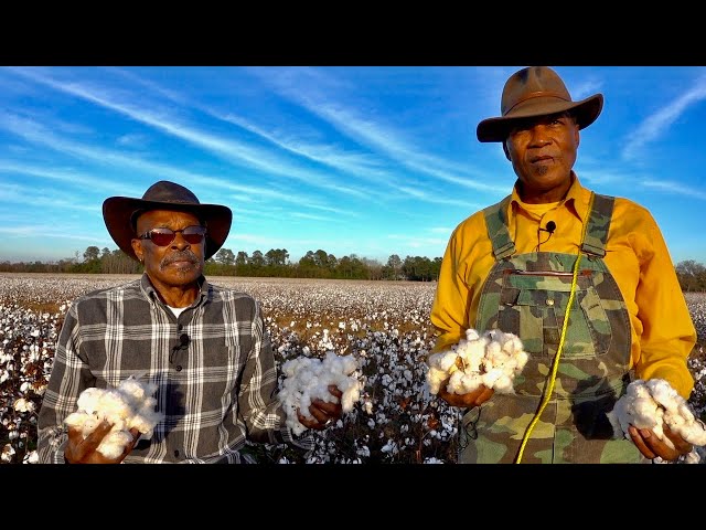 PICKING COTTON (Country Style)