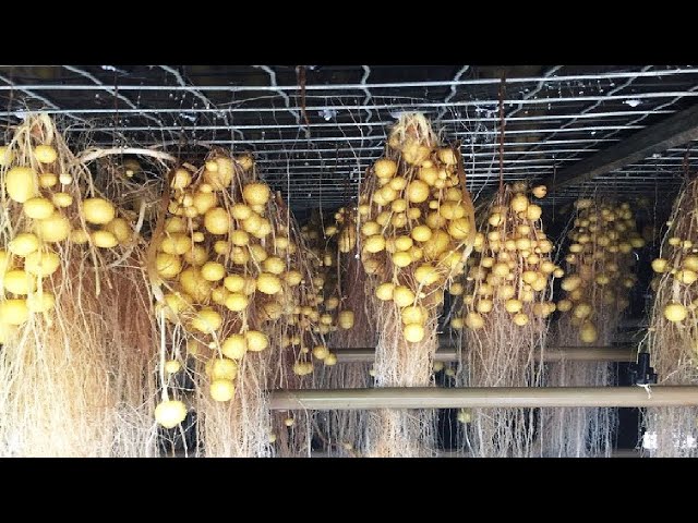 The Farm Producing Potato Without Soil Will Surprise You - Incredible Agriculture Techniques