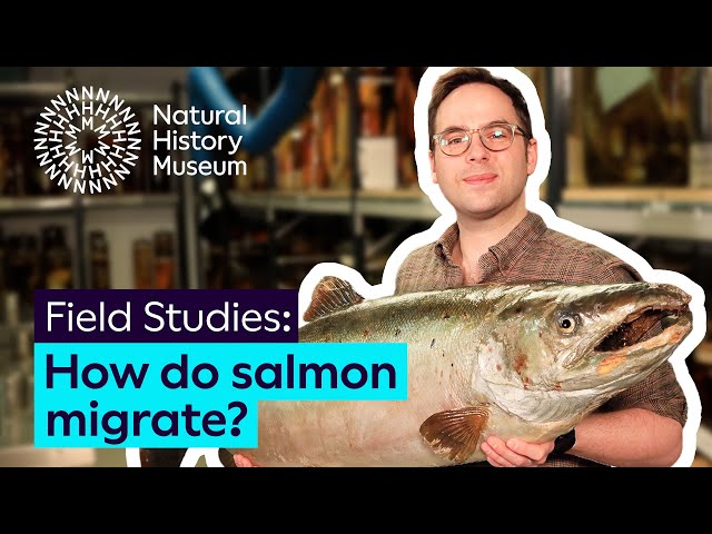 How do salmon migrate? | Field Studies